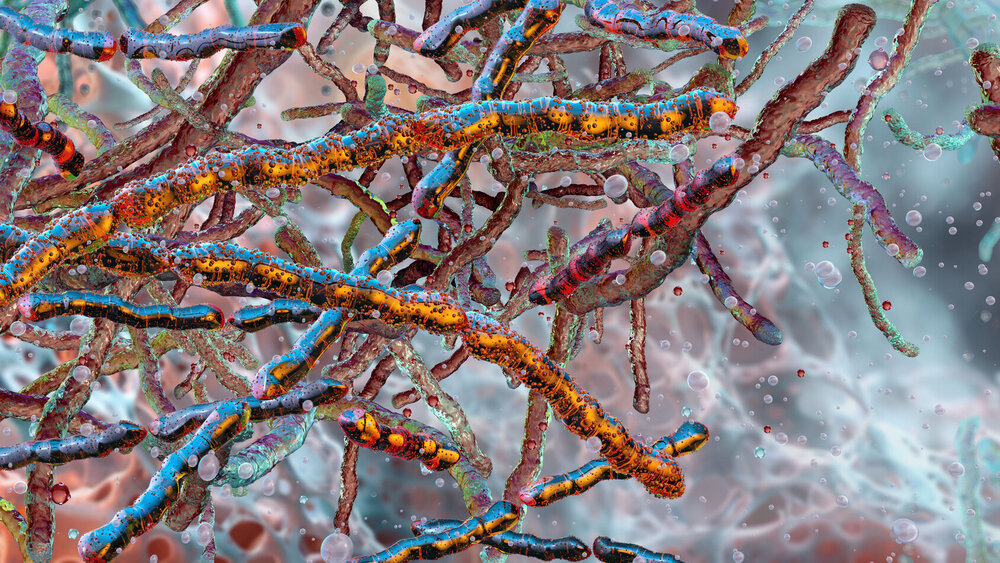 Mikroskopische Aufnahme einer Kolonie von Mycobacterium tuberculosis Bazillen.