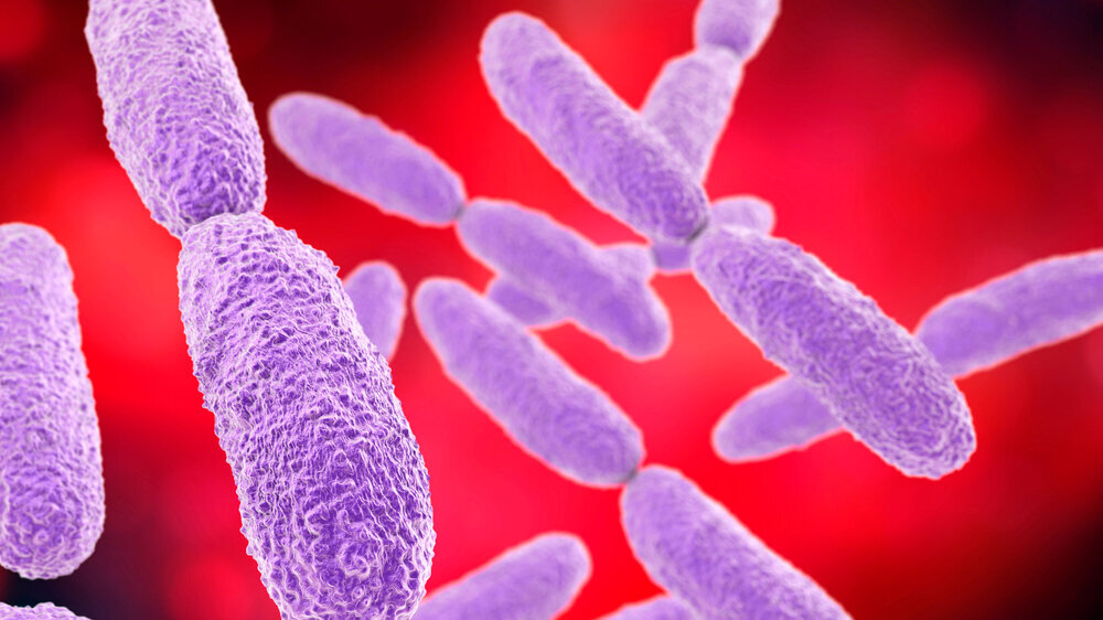 Bacteria Klebsiella, illustration Klebsiella oxytoca