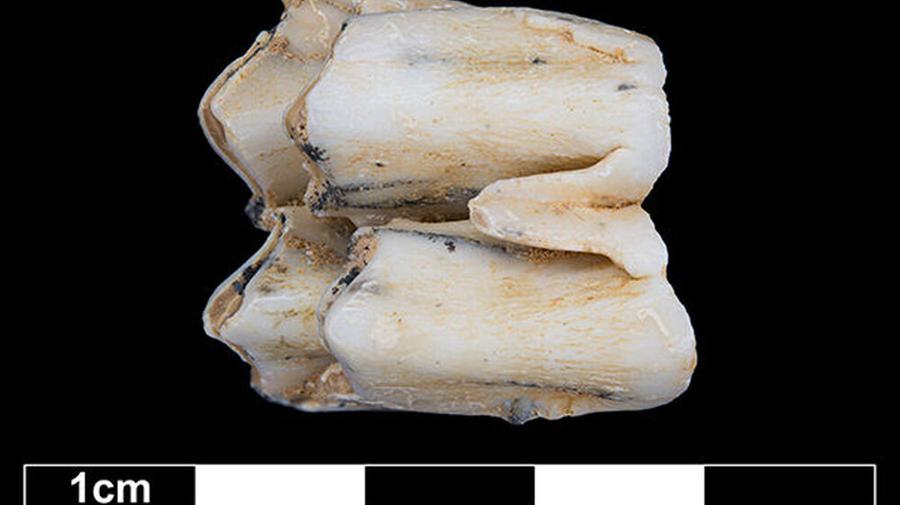 Fossiler Zahn eines Sambarhirsches, dem eine Zahnschmelzprobe für die Zinkisotopenanalyse entnommen wurde.