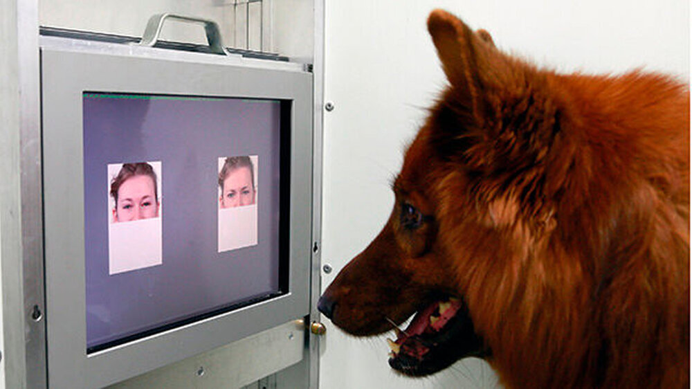 Die Hunde lernten, am Touchscreen zwischen fröhlichen und zornigen Gesichtern zu unterscheiden.\r\n\r\n