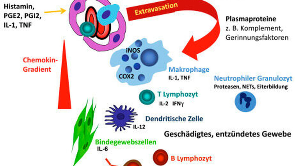 Abbildung 2: Extravasation von Plasmaproteinen und Leukozyten durch das aktivierte und permeable Gefäßendothel ins entzündete Gewebe: Im geschädigten Gewebe wird die Bildung und Ausschüttung von Entzündungsmediatoren wie Histamin, Prostaglandin E2(PGE2) und Prostaglandin I2 (PGI2) induziert, die zu Vasodilatation und Austritt von Plasmaproteinen führen. Zytokine wie IL-1 und TNF- aktivieren Endothelzellen, wodurch Adhäsionsmoleküle an der Oberfläche exprimiert werden, die letztlich die Transmigration der verschiedenen Leukozyten ins entzündete Gewebe vermitteln. |