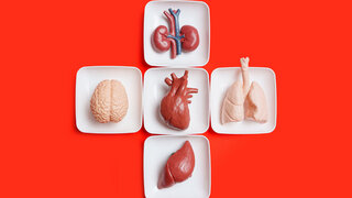 Organspende