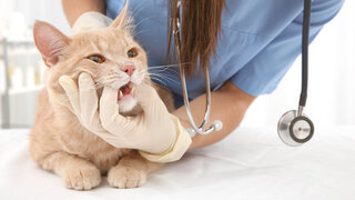 Tierarzt behandelt rot-weiße Katze an den Zähnen