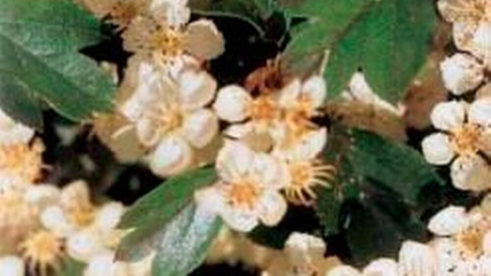Abbildung: Blühender Weißdorn (Crataegus)