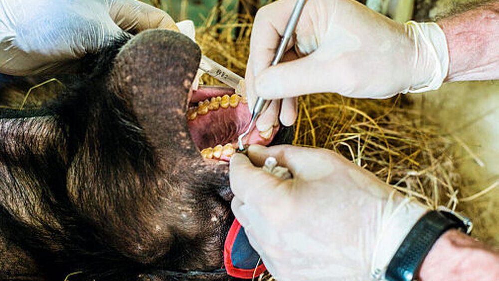 Gnauert: „Schimpansen haben exakt die gleichen Zähne wie Menschen. Sie sind bloß ein wenig größer. Außerdem sind die Eckzähne sehr groß.“ |