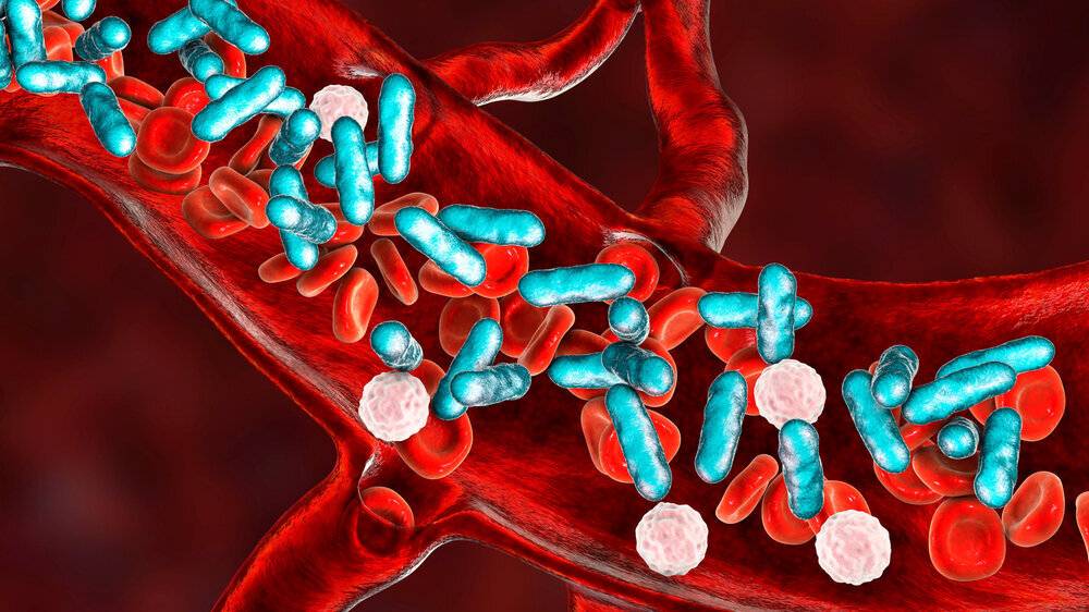 Sepsis, bacteria in blood Sepsis, bacteria in blood. 3D illustration showing rod-shaped bacteria with red blood cells and leukocytes