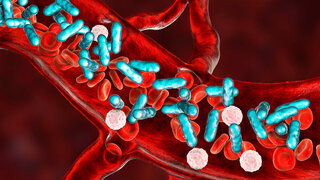 Sepsis, bacteria in blood. 3D illustration showing rod-shaped bacteria with red blood cells and leukocytes