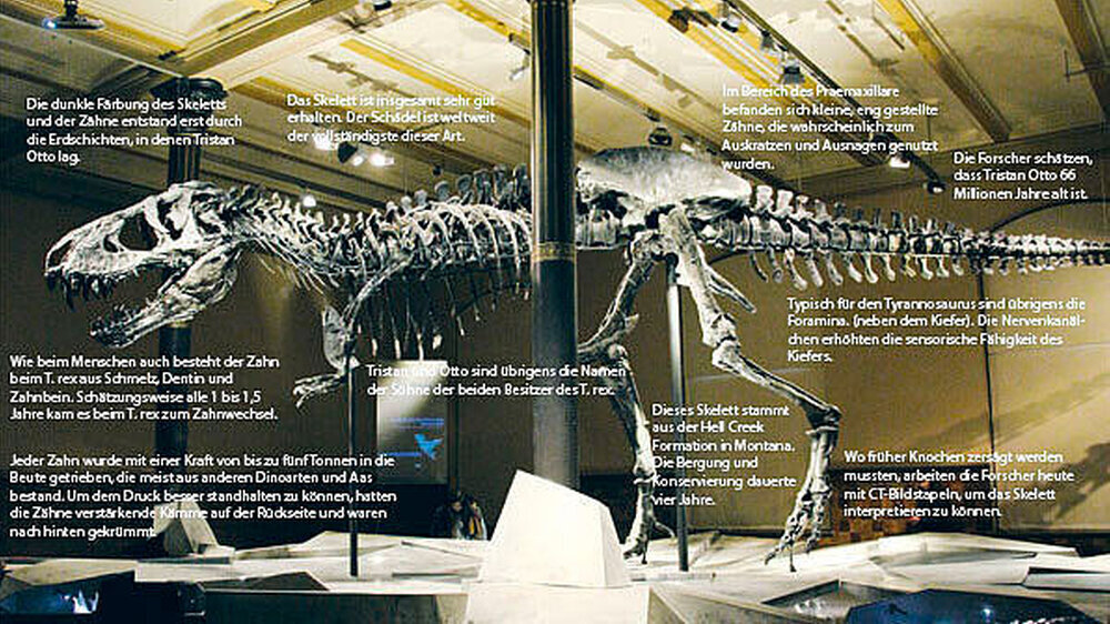 Insgesamt konzentriert sich das Forschungsprogramm rund um Tristan Otto auf Anatomie, Paläöpathologie, Funktionelle Morphologie, Paläoökologie und Taphonomie, was die wissenschaftliche Auswertung von Informationen rund um die Einbettung des Fossils be