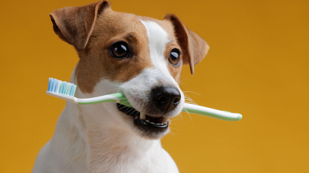 dog holding a toothbrush in his teeth on a clean pink background Hund mit Zahnbürste
