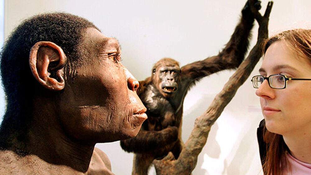 Mehr Grips durch weniger Kauen: Homo erectus hat alles richtig gemacht.