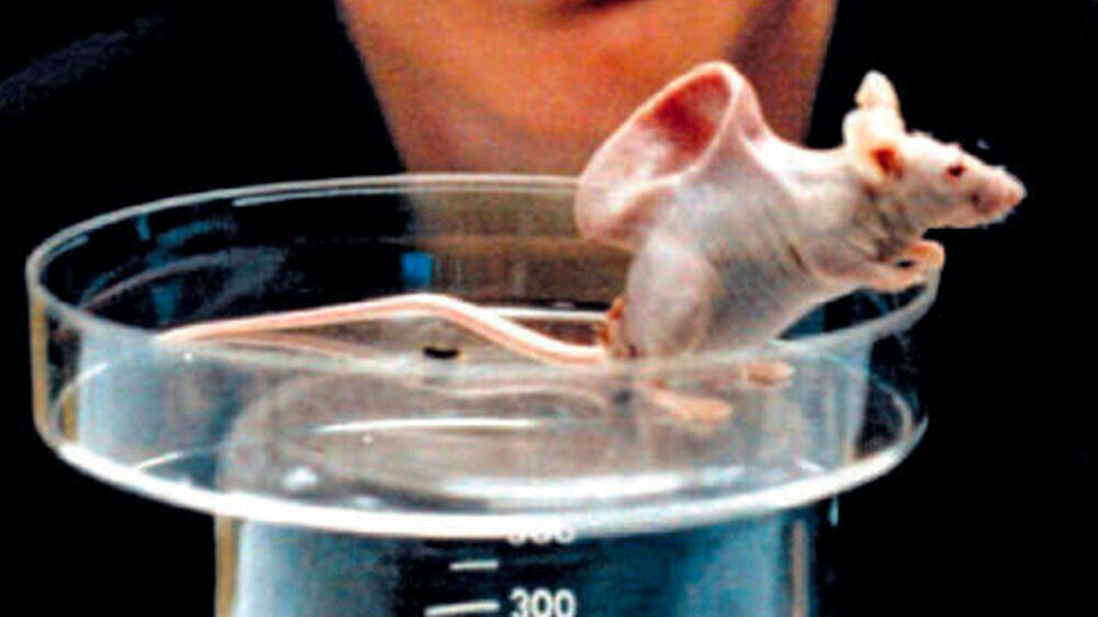 „Aus der Maus“?: Betroffene Patienten werden die ethische Valenz des Tieres als Ersatzteillager sicherlich nicht hinterfragen. Langfristig stellen sich aus den neuen Möglichkeiten in Biologie, Genetik und Medizin aber viele Fragen, auf die eine ethis