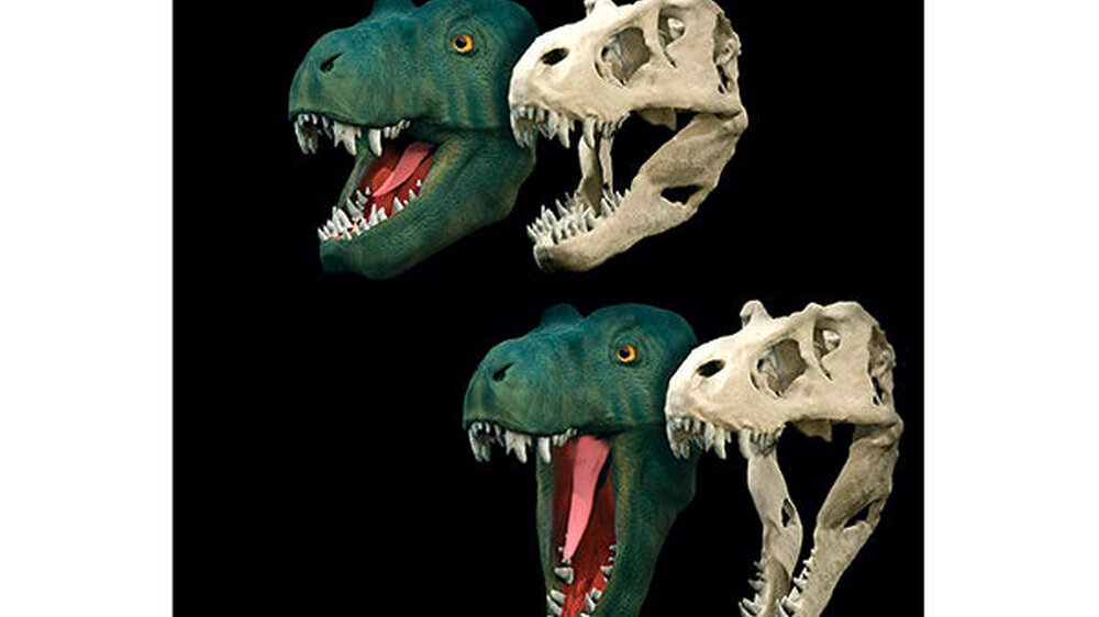 Optimale und maximale Öffnung des Mauls beim T. rex (Schädelrekonstruktion mit und ohne Muskelsimulation)