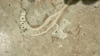 Fossilfund könnte bis zu 1,9 Millionen Jahre alt sein