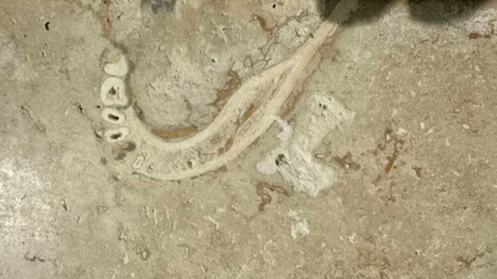 Fossilfund könnte bis zu 1,9 Millionen Jahre alt sein