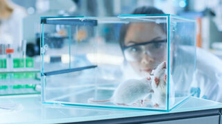 Medical Research Scientists Examines Laboratory Mice kept in a Glass Cage. She Works in a Light Laboratory.