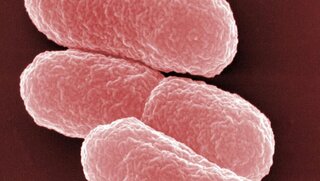 Das Darmbakterium Escherichia coli