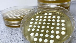 Proteinbasiertes Süßungsmittel als Zuckerersatz wird mithilfe von Hefen im Bioreaktor hergestellt.