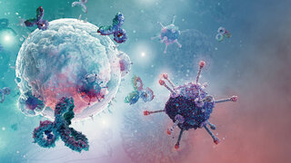 Immunsystem B-Zelle