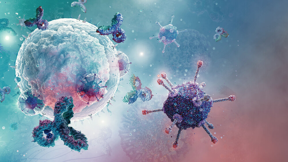 Immunsystem B-Zelle