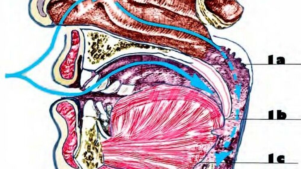 Abbildung 1: obere Luftwege ohne Protrusion: Exemplarisch sind die Abmessungen des Mesopharynx auf den drei axialen Ebenen a, b und c im digitalen Volumentomografen dargestellt.