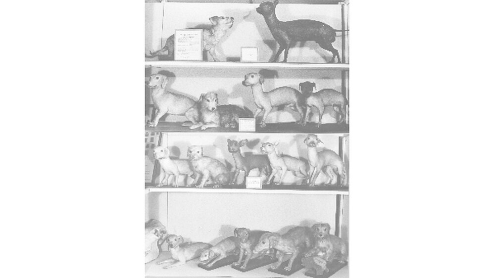 Historisches Aufnahme von der Museumsvitrine mit den Dermoplastiken aus der Nackthundstudie. Oben: weiblicher behaarter Hund (l.) und männlicher haarloser Hund; darunter ihre Nachkommen (F1- und F2-Generation).