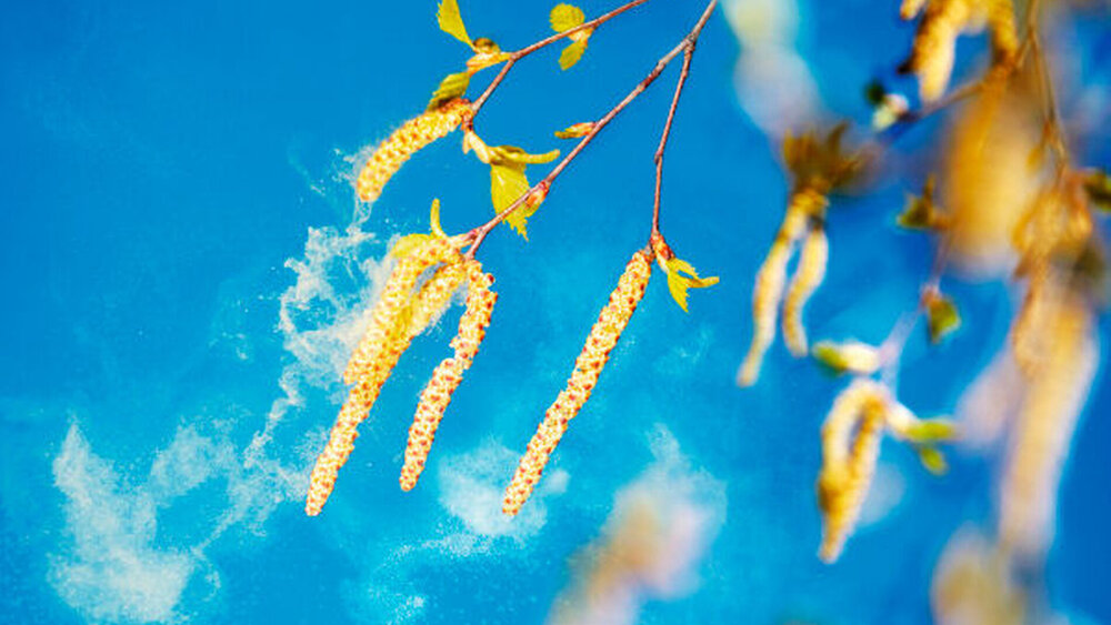 Diverse Pflanzenpollen – insbesondere Birkenpollen – können eine allergische Rhinitis auslösen. |