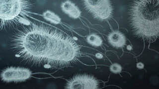 Gruppe von E.coli (3-D-Illustration)