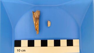 Erreger in 4.000 Jahre altem Schafszahn entdeckt