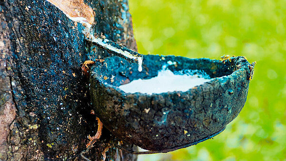 Naturlatex wird aus dem Kautschukbaum Hevea brasiliensis gewonnen. Hierzu wird die Rinde eingeritzt und die austretende Latex-Milch aufgefangen. Sie enthält sogenannte Isopren-Verbindungen, die beim Eintrocknen des Pflanzensaftes Polymere bilden. Es entsteht dabei Naturkautschuk, ein hochelastischer Feststoff, der anschließend zu Naturlatex weiterverarbeitet wird. |