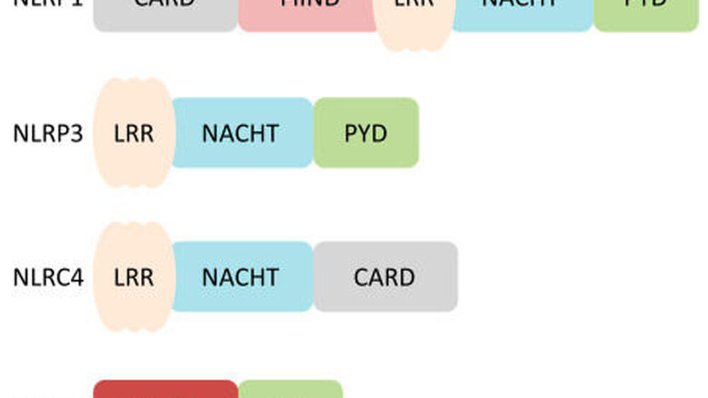 Abbildung 1: Überblick über die Inflammasome und die jeweils aktivierenden Stimuli: Nach Aktivierung oligomerisieren die einzelnen Inflammasome und rekrutieren Caspase-1, das die weitere Entzündungsreaktion einleitet. ASC= apoptosis-associated speck-like protein containing a caspase activation and recruitment domain; CARD = caspase activation and recruitment domain; LRR = leucine rich repeat; NACHT = nucleotide-binding and oligomerization domain; NLR = nucleotide-binding oligomerization domain-like receptor family; PYD = pyrin domain |