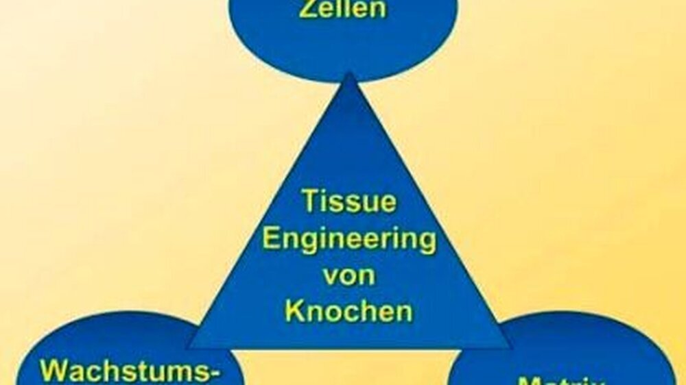 Abbildung 1: Die drei essenziellen Säulen des Tissue Engineerings