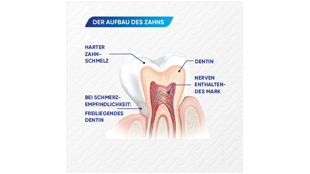 Der Aufbau des Zahns und an welchen Stellen Sensodyne bei Patient:innen mit Dentinhypersensibilität ansetzt. Weitere Informtionen finden Sie auf dem Haleon Healthpartner Portal.