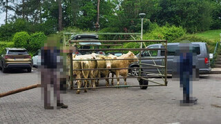 Kühe im Treibwagen, in dem es wieder zurück auf die Weide ging