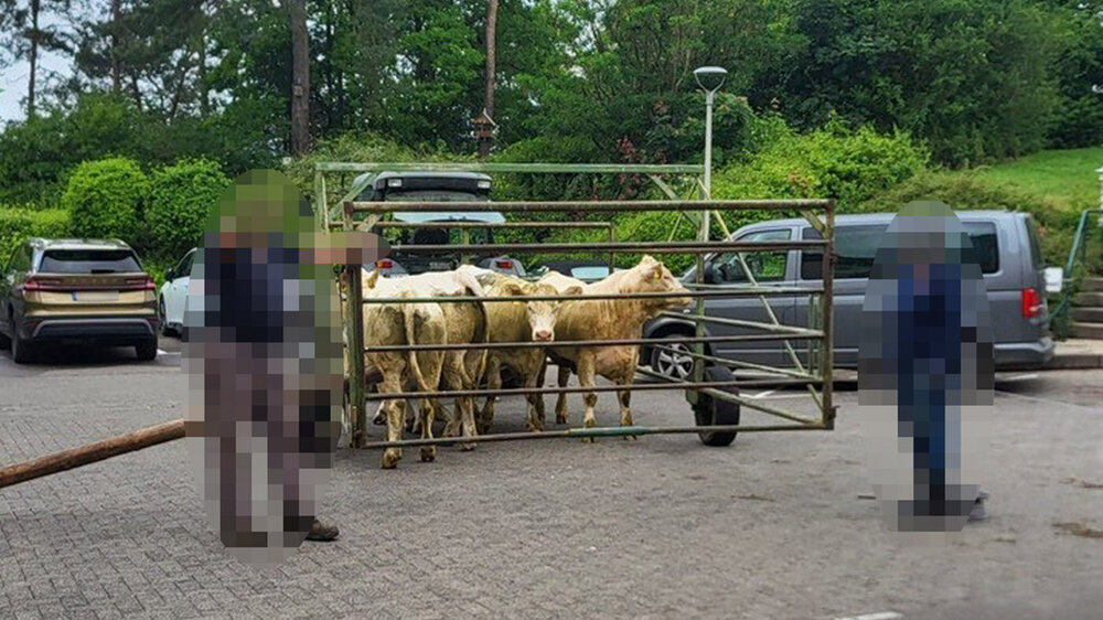 Kühe im Treibwagen, in dem es wieder zurück auf die Weide ging