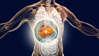 Liver with cirrhosis inside human body. 3D illustration