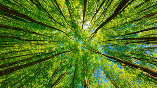 Symbolbild gesunde Umwelt