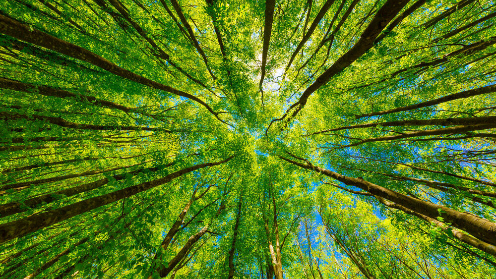 Symbolbild gesunde Umwelt