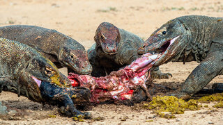 Komodowarane