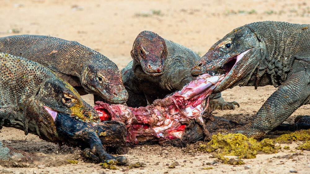 Komodowarane