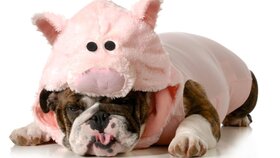 dog wearing pink pig costume isolated on white background - english bulldog