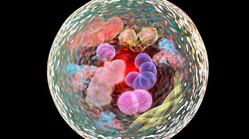 Mechanismus der zellulären Autophagie, Illustration für den Nobelpreis für Medizin 2016. 3-D-Darstellung, die die Zerstörung von Mikroben und Molekülen im Autolysosom zeigt.