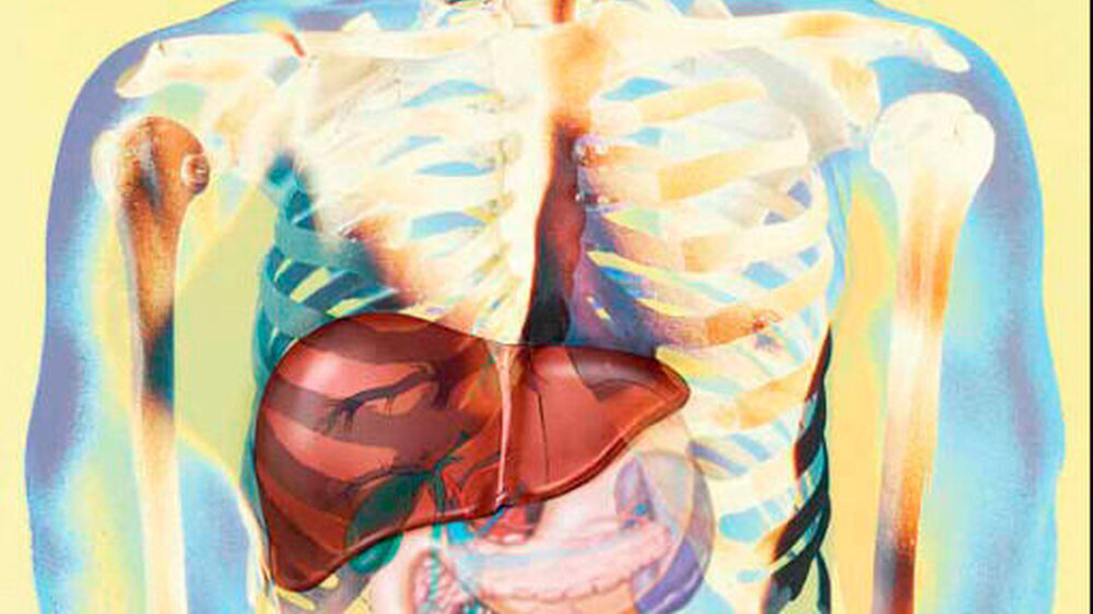 Die Leber im Fokus: Eine Ursache für die Leberzirrhose ist die Autoimmunhepatitis, die hier näher beschrieben wird.