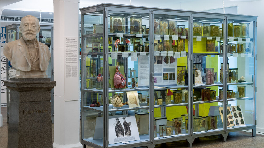 Präparate-Sammlung mit der Büste Rudolf Virchows. Das Museum wurde 1899 von Virchow als Pathologisches Museum gegründet. Mit mehr als 23.000 Präparaten unterschiedlicher Erkrankungen und Krankheitsverläufe war mit der Ausstellung bereits 1901 ein gut besuchtes, sozusagen dreidimensionales Lehrbuch der Pathologie entstanden.