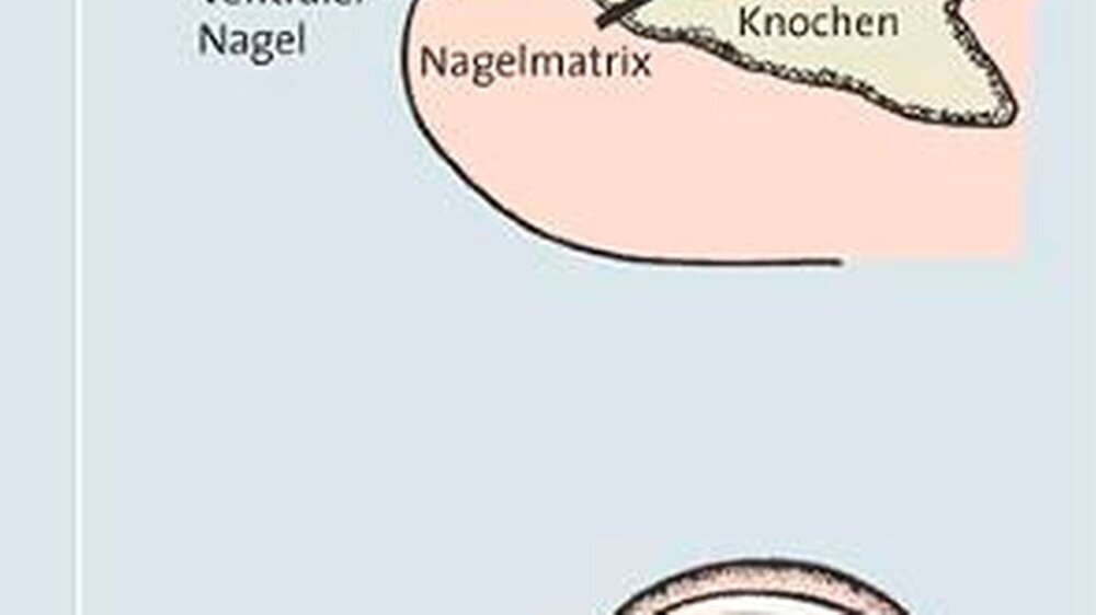 Abb. 1: Anatomie des Nagels