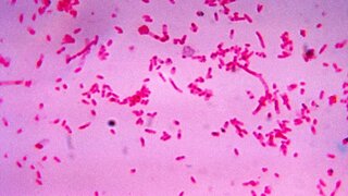 Fusobacterium novum in Flüssigkultur
