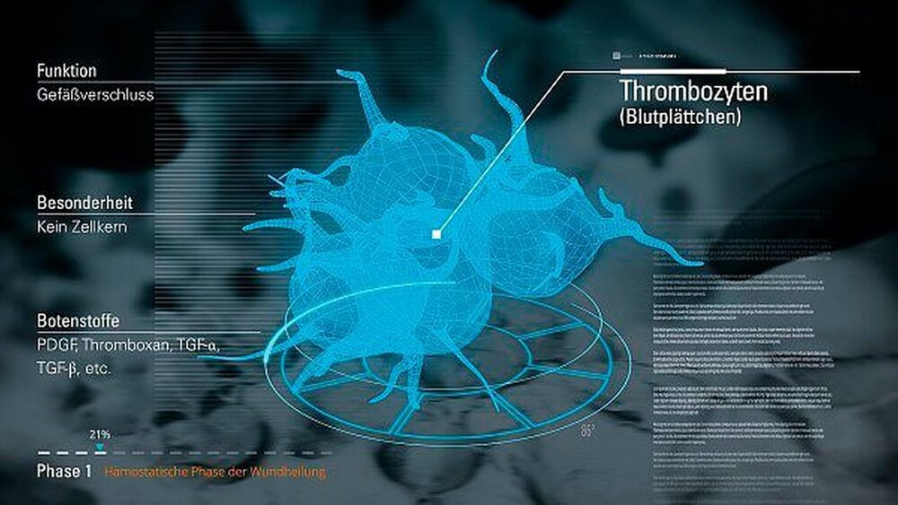 Abbildung 6: Dsa Profil des Thrombozyten ermöglicht die Blutgerinnung. |