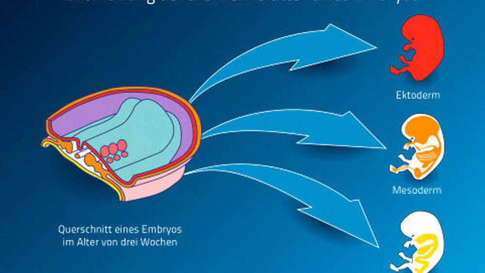 Ektoderm, Mesoderm und Entoderm – aus diesen drei Keimblättern entwickelt sich der Embryo. |
