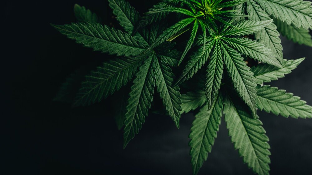 marijuana cannabis leaf background Cannabis