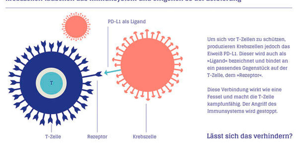 Grafik 1: Der Angriff des Immunsystems wird gestoppt