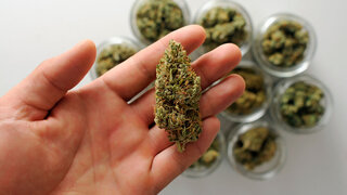 Cannabis